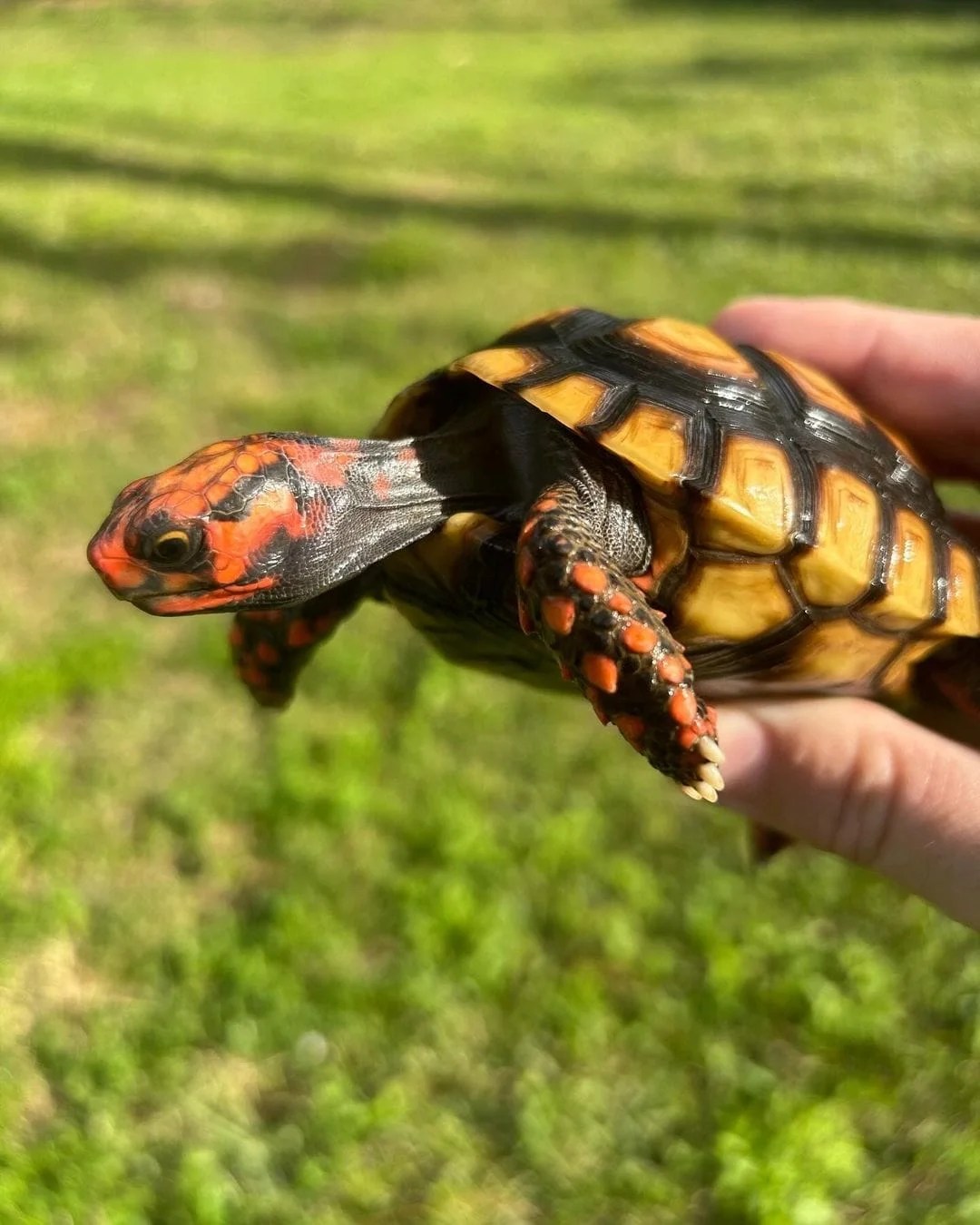 Native-Exotics Red Footed Tortoise (Chelonoidis Carbonaria)(3) Cherry Head tortoise represent the one of the most colorful tortoise for sale in the world, along with the red foot and yellow foot. These guys are easy to care for, grow to around 11″ at full size and can weigh anywhere from 8-12 pounds at average adult size